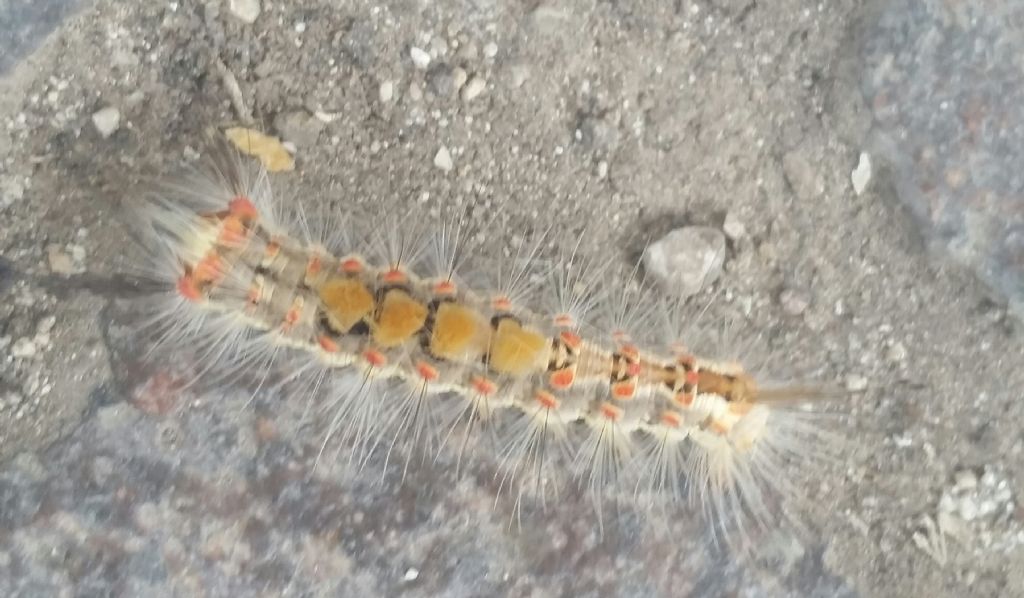 Processionaria? No, Orgyia antiqua - Erebidae Lymantriinae